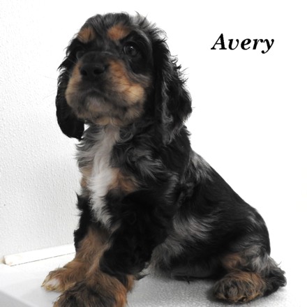 puppy, for, sale, Cocker Spaniel, Joe & Cherri  Overlease, dog, breeder, Miller, MO, dog-breeder, puppy-for-sale, forsale, nearby, find, puppyfind, locator, puppylocator, aca